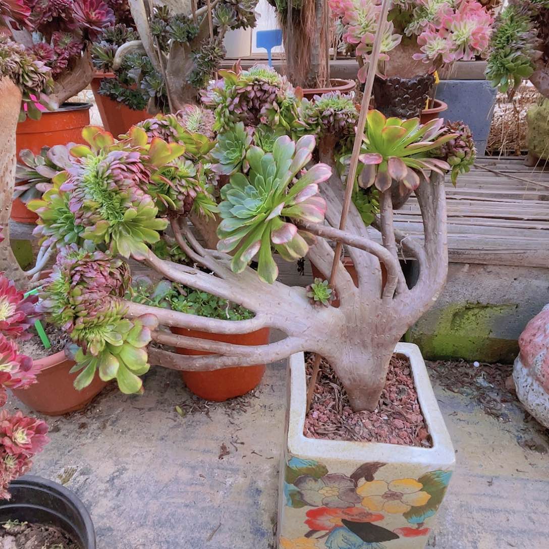 【闪购商品】无花朵嘉年华