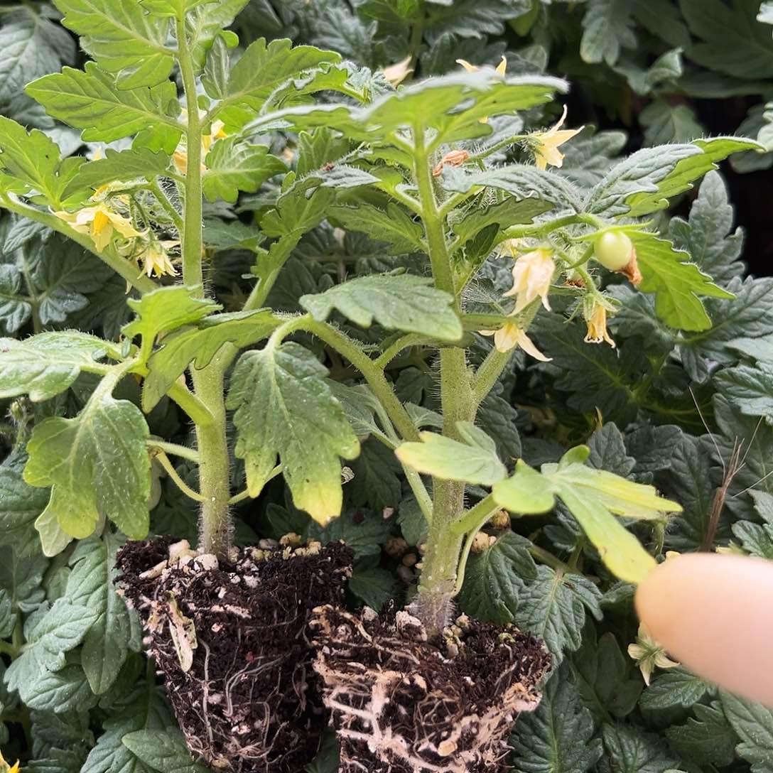 红矮生番茄黄矮生番茄