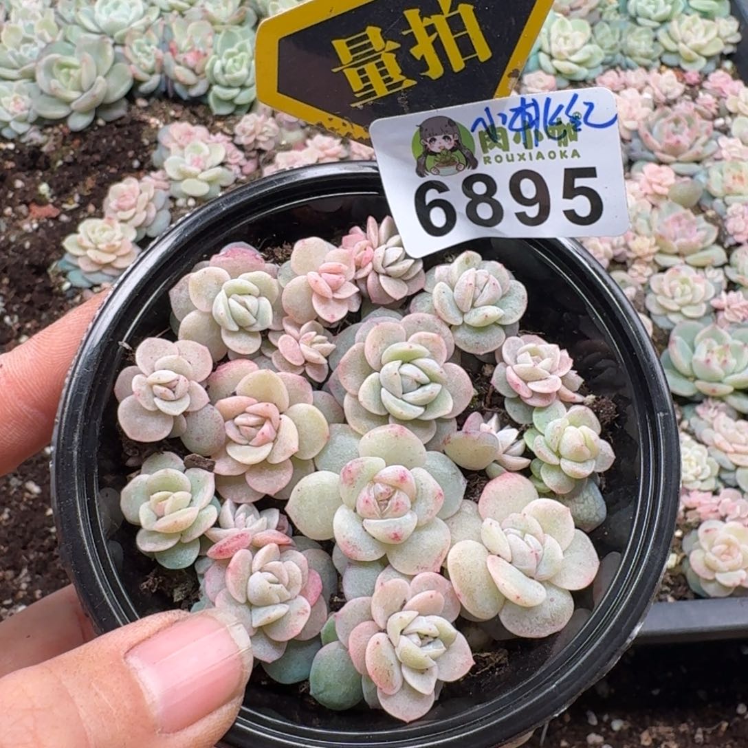 多肉植物多肉植物