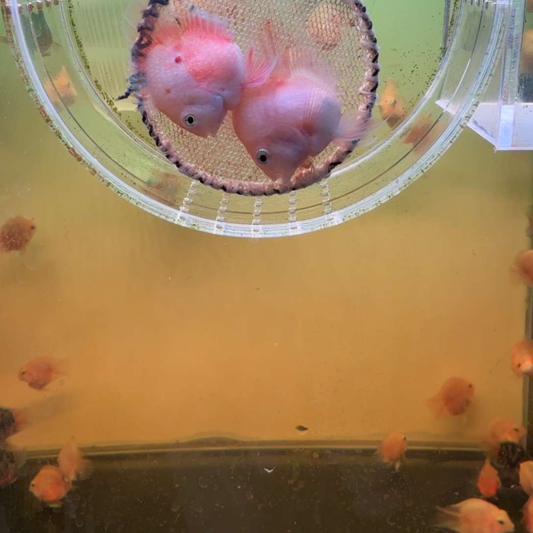 鹦鹉鱼胭脂粉一对