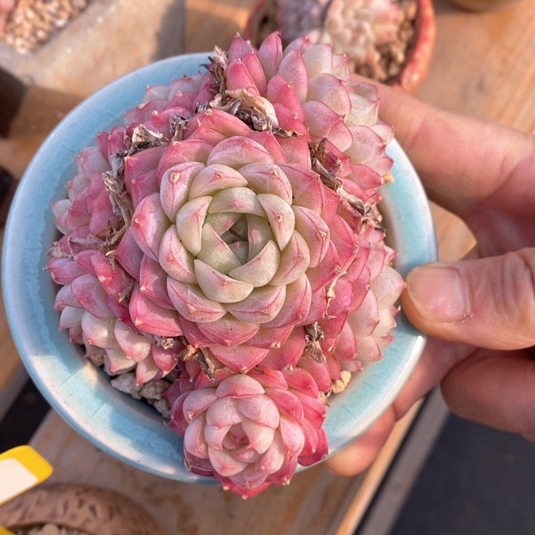 精品多肉一物一拍不包整325