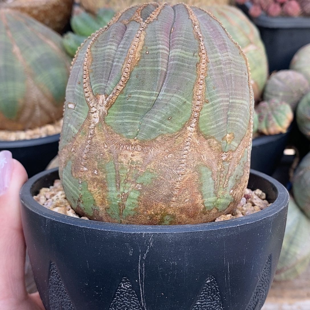 欧系布纹球多肉植物