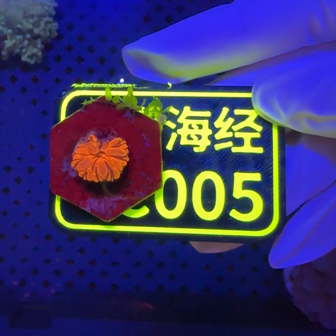 百***输纽扣珊瑚晓晓不包邮纽扣脑C005