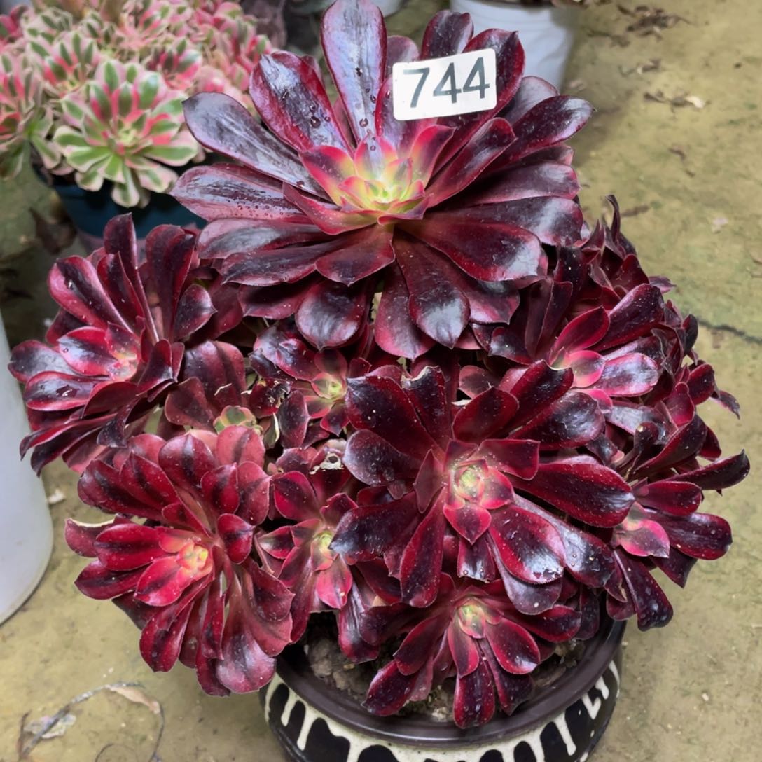 美杜莎………………744号