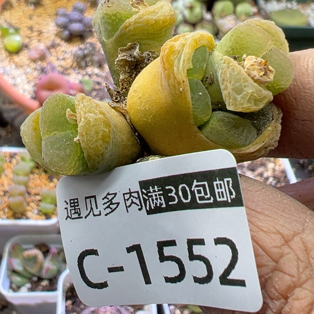 多肉植物111111111111111
