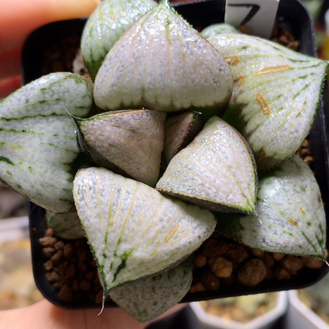 武士红青蟹带盆土发货tlol