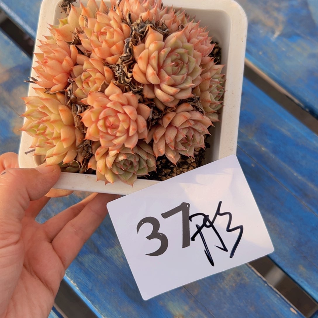 小****彤37/）好想吃好吃好吃v好