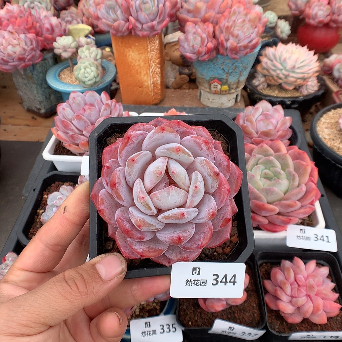 344韩橙多肉植物一物一拍