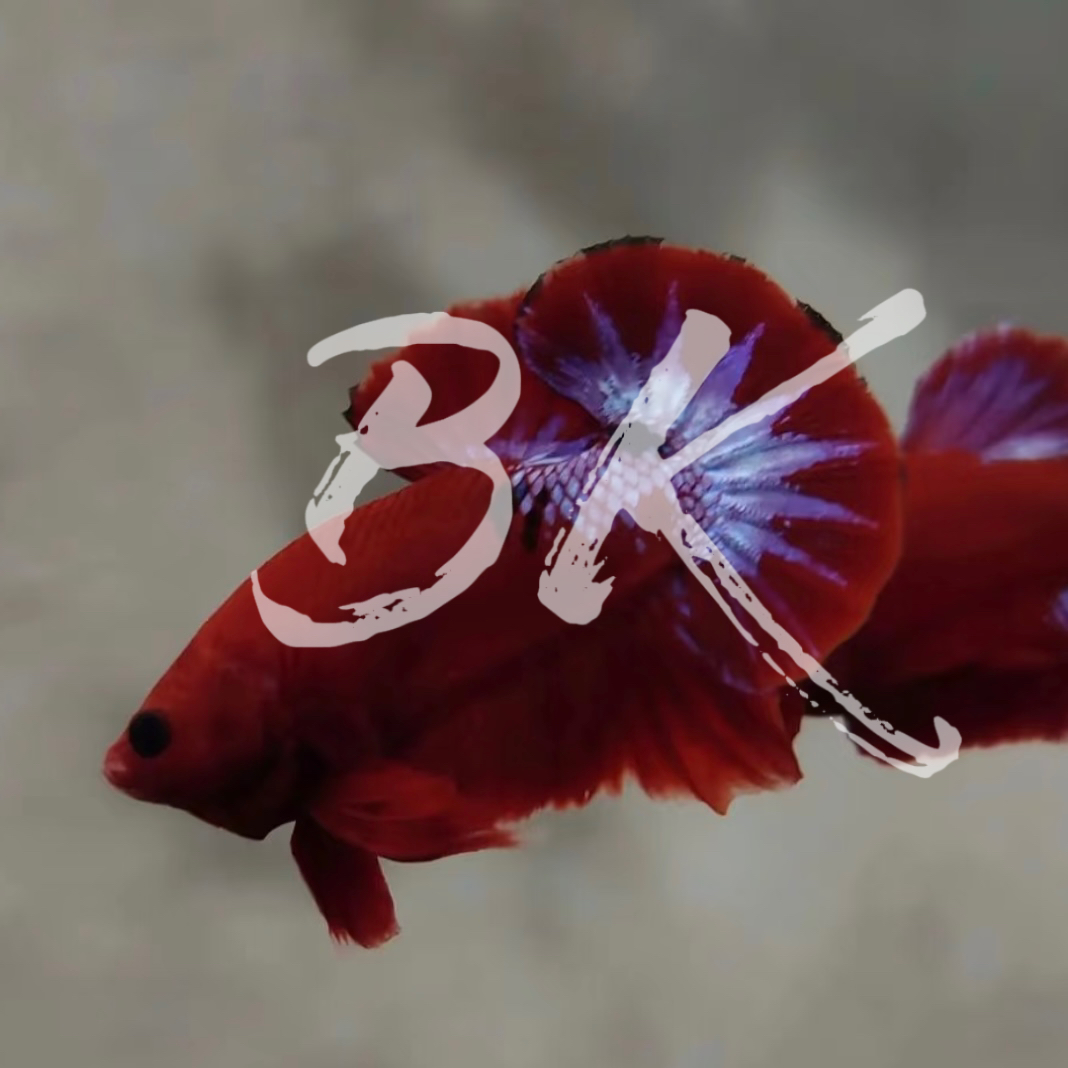 B6（121-144）泰国斗鱼小型热带观赏鱼5-6公分（直播间选鱼）