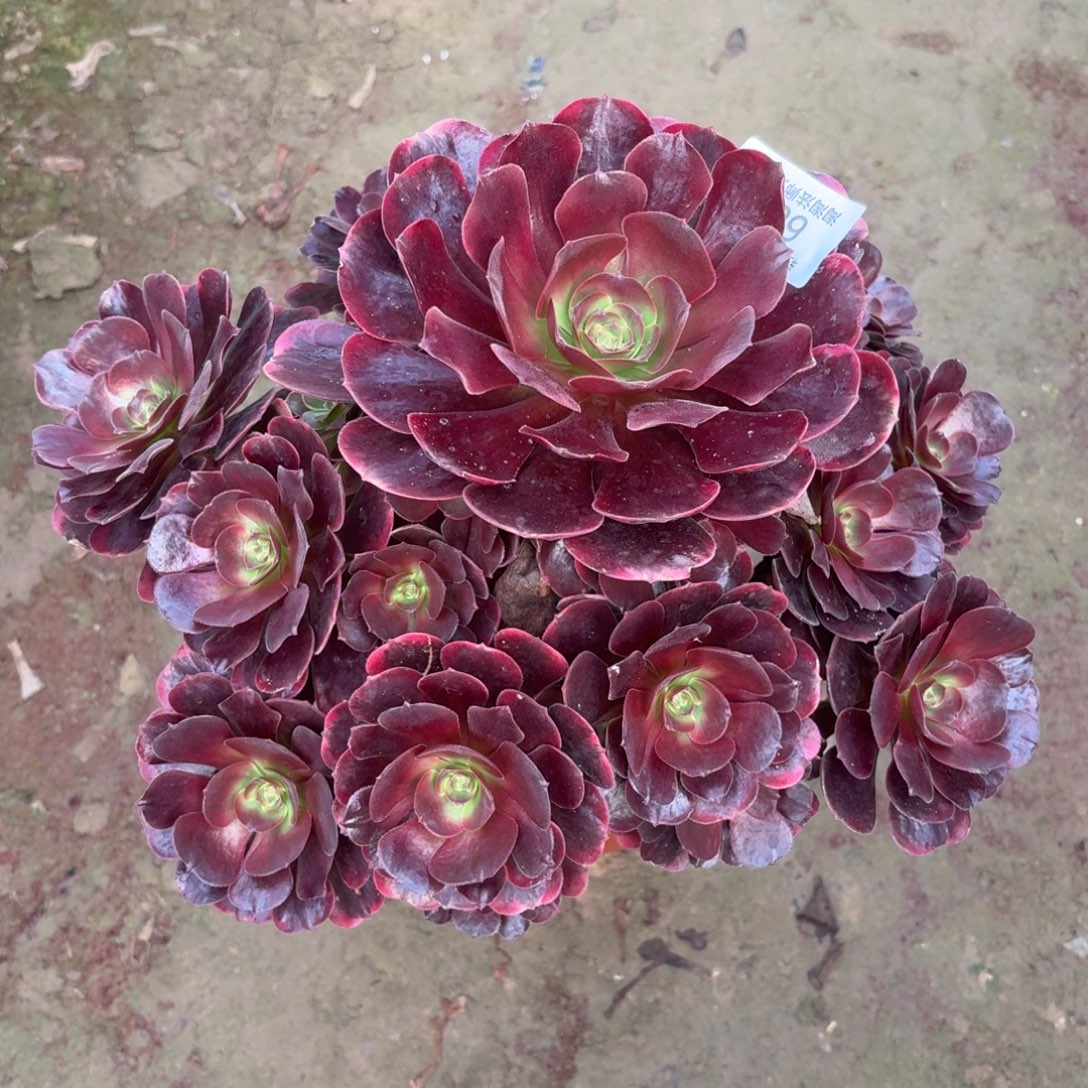 602爱神多肉植物法师