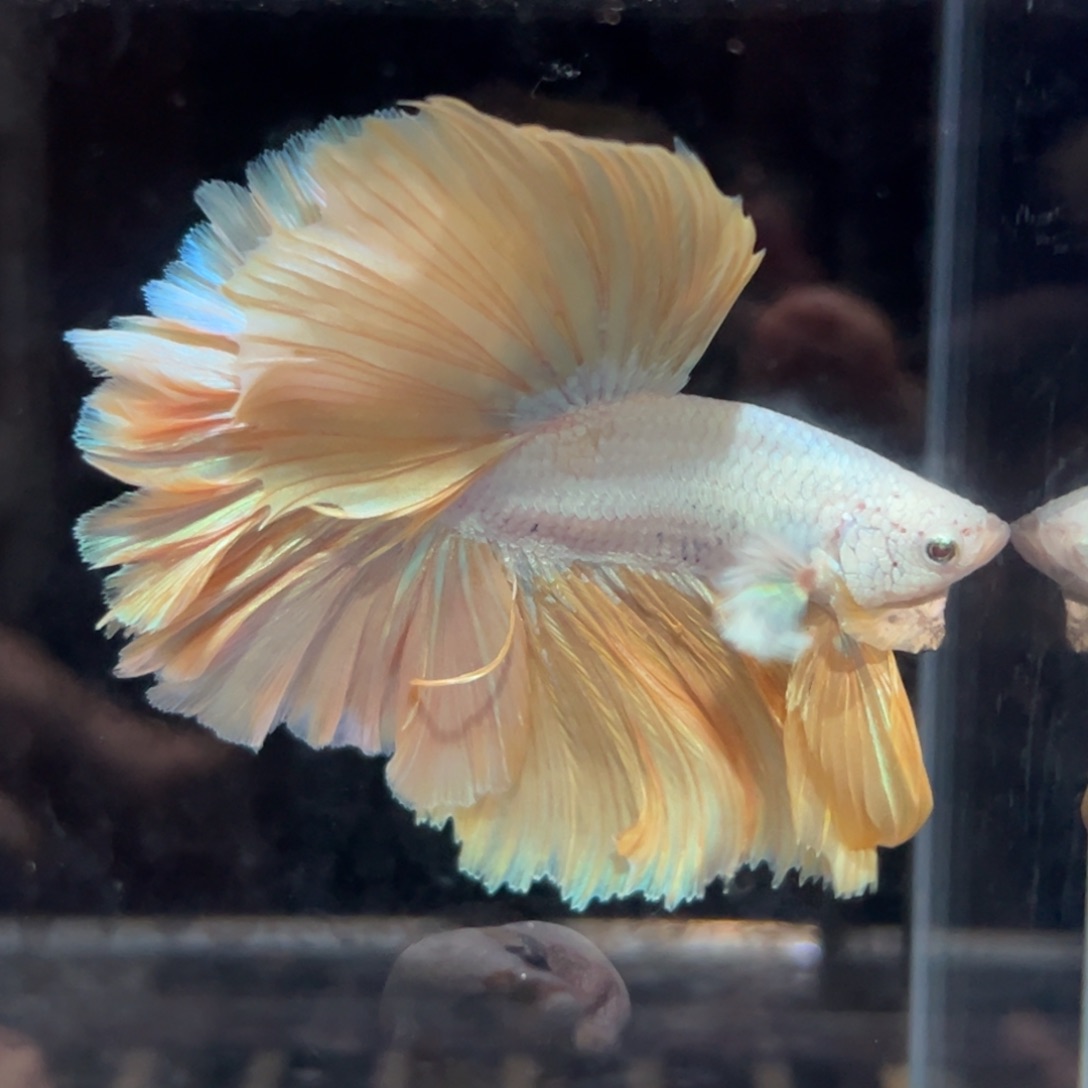 斗鱼24号大上新黄金花瓣