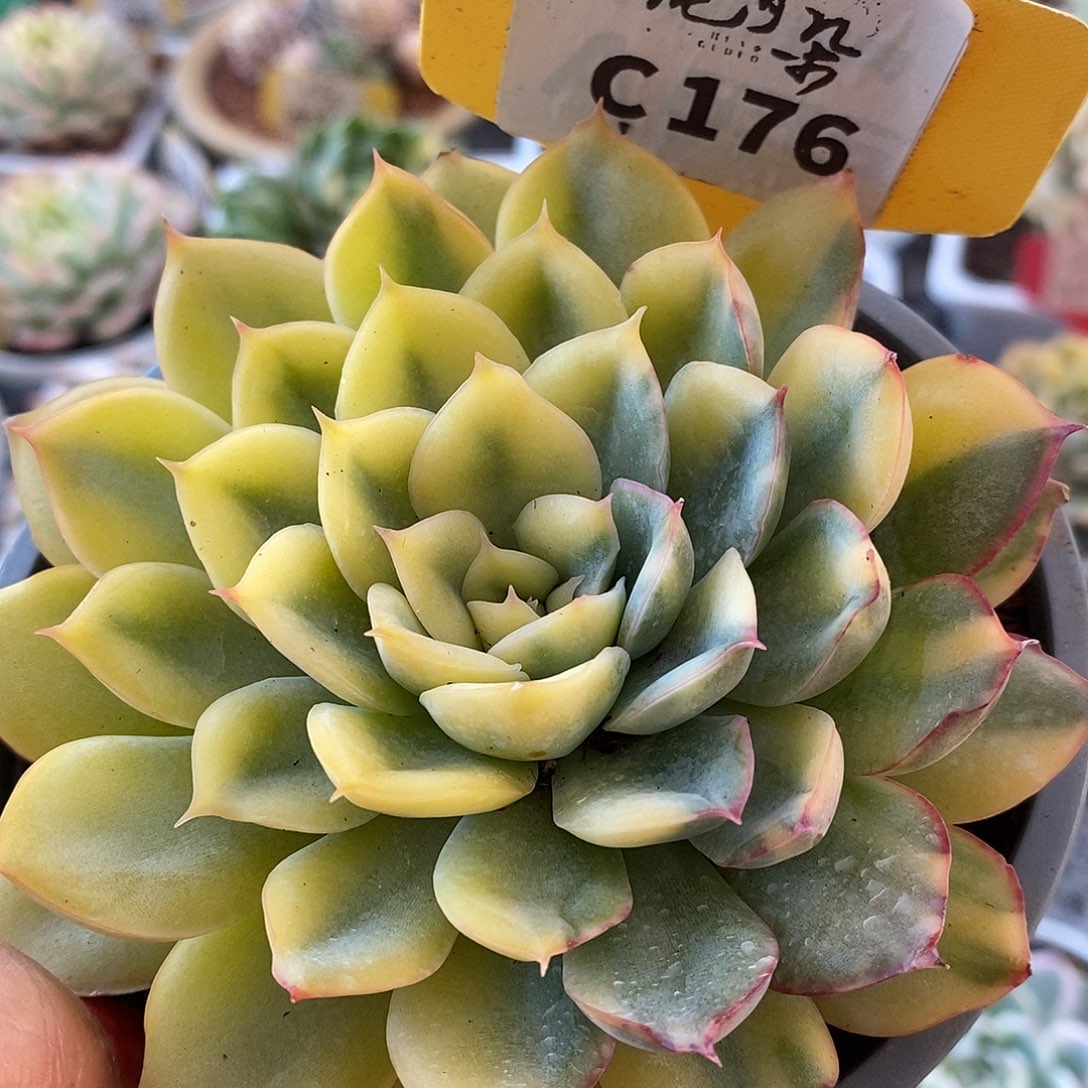 静***C176元旦福利哈哈哈哈哈