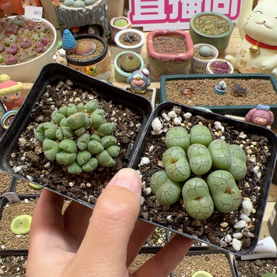 【闪购商品】232 年终福利