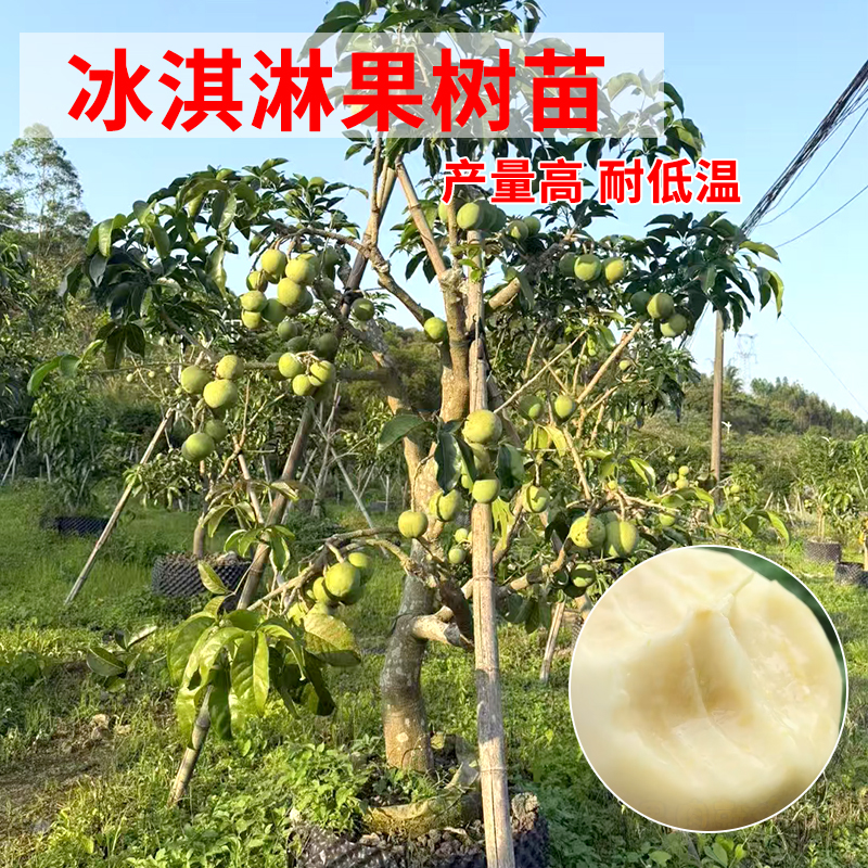 网红冰淇淋果树苗嫁接苗白柿杯苗原土发货产量高庭院种植树桃金娘