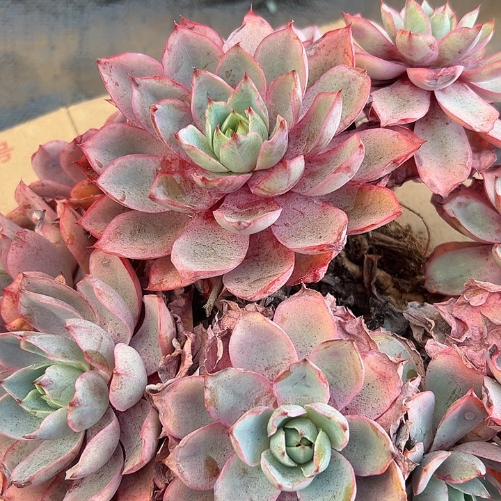 超大赫拉女王。               