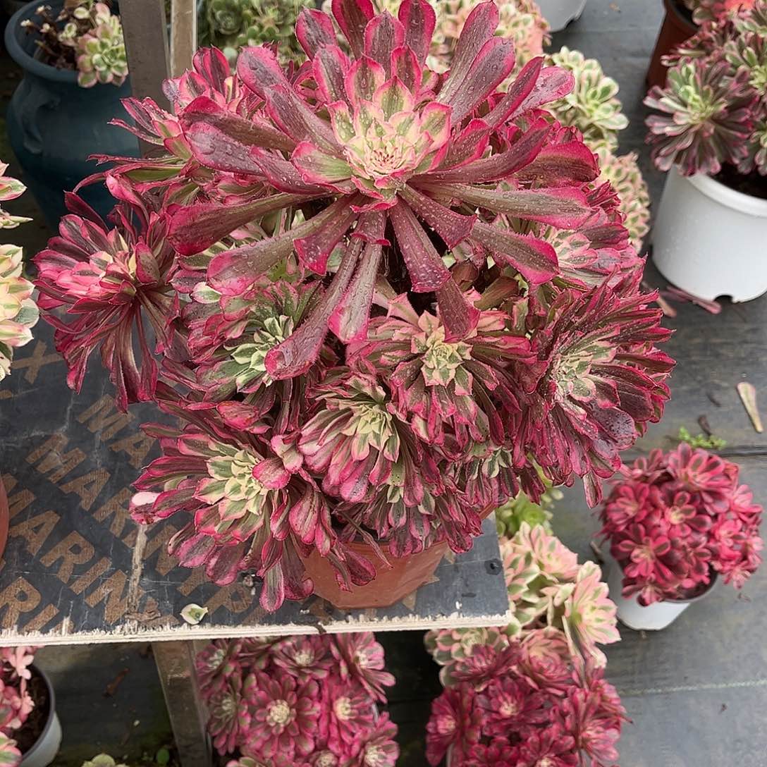 ༆***°hhhhhhhhhhhhhhhhhh