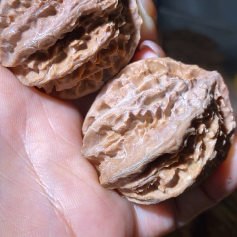 把件文玩核桃用**杰东北野生楸子小美39彩