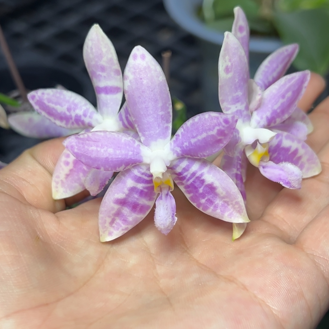 完全开放l659八寸海底世界