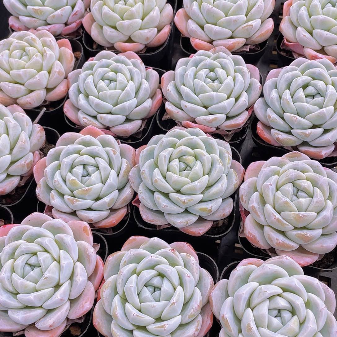 量拍3号 玉冰冰单头一个