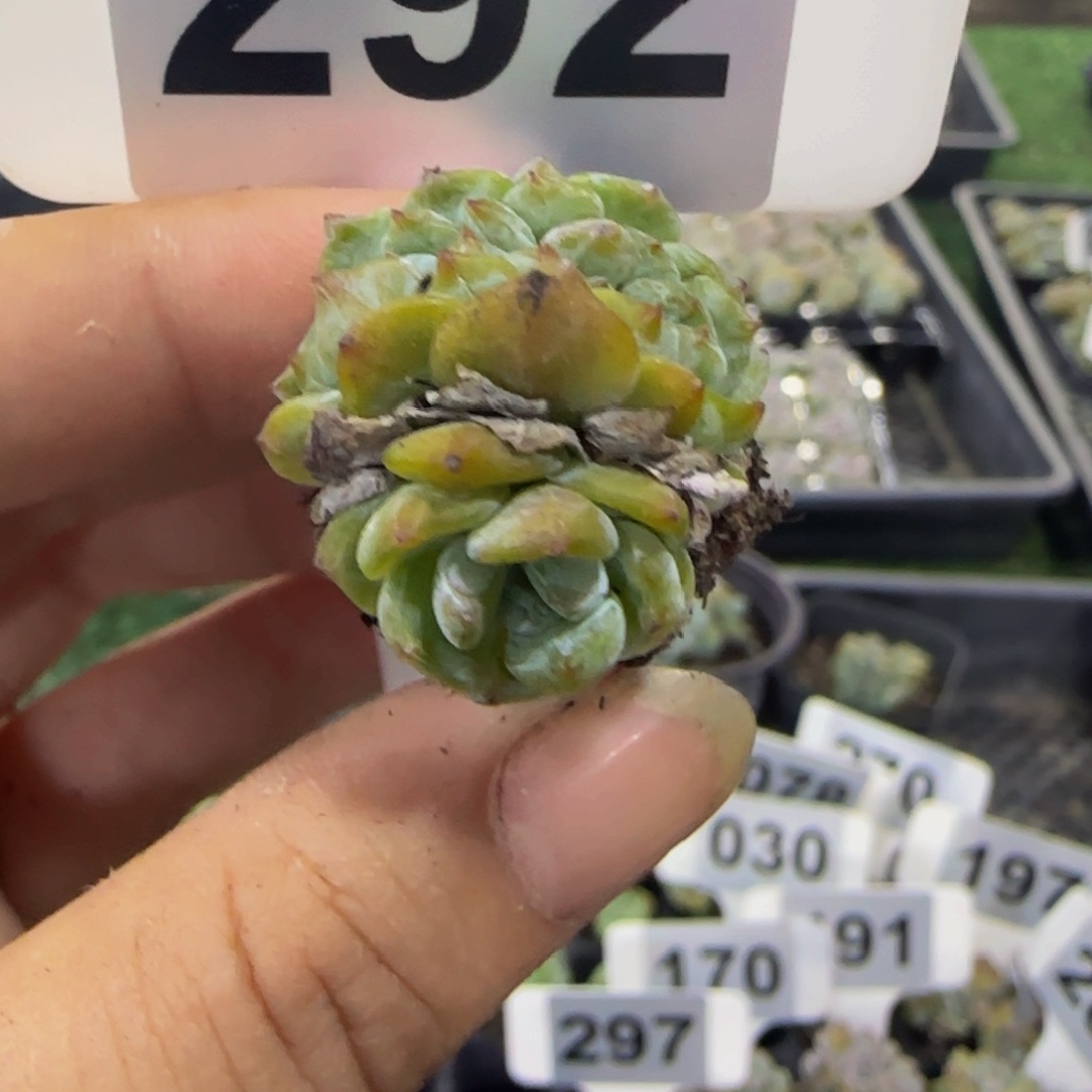 292 号一物一拍特价福利