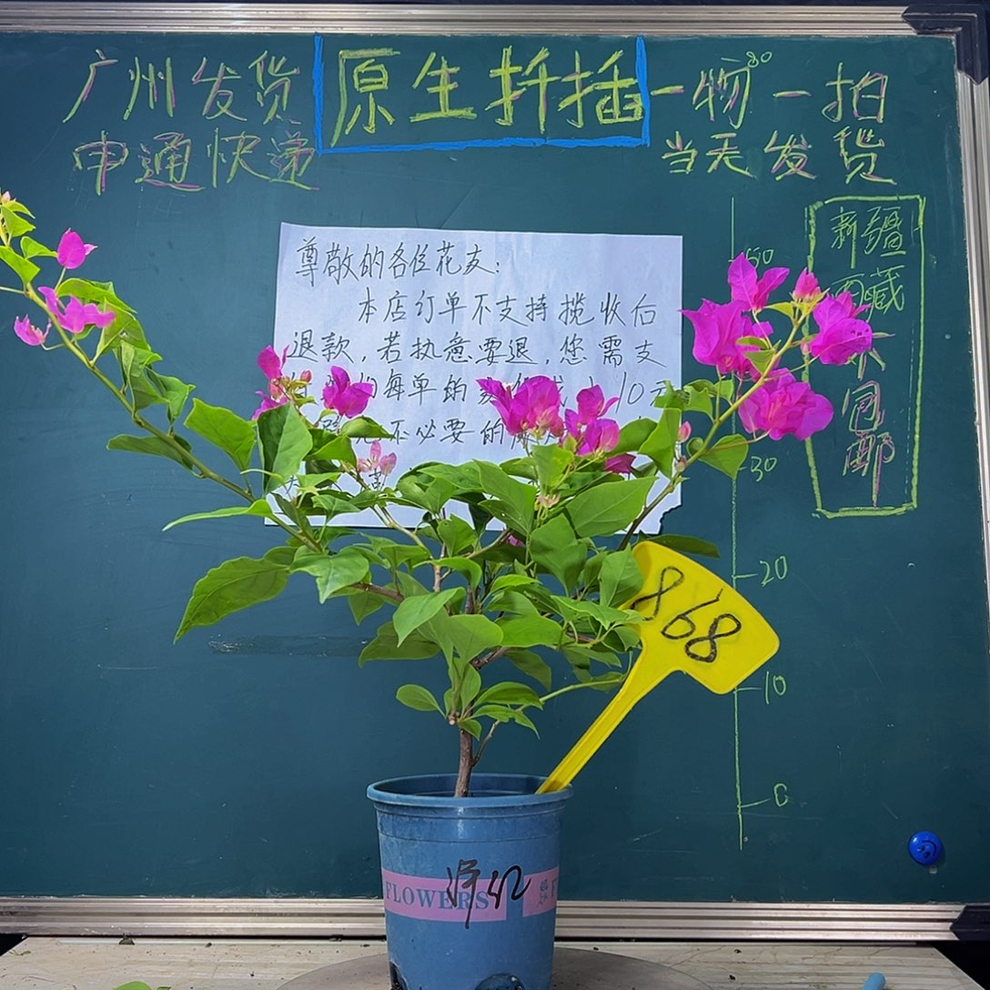 当前无花栽培后可以开花 福利 洋红公主  868