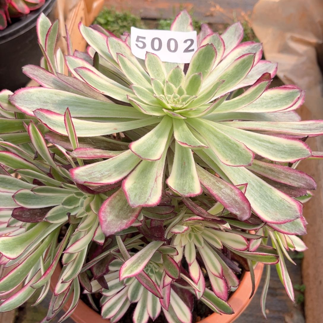 紫体仙墨多肉发货发货