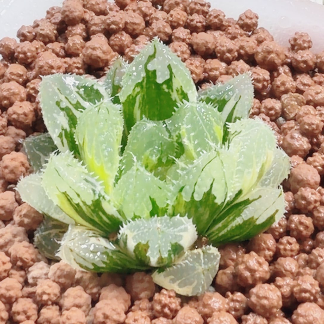 无花朵十二卷玄冰锦