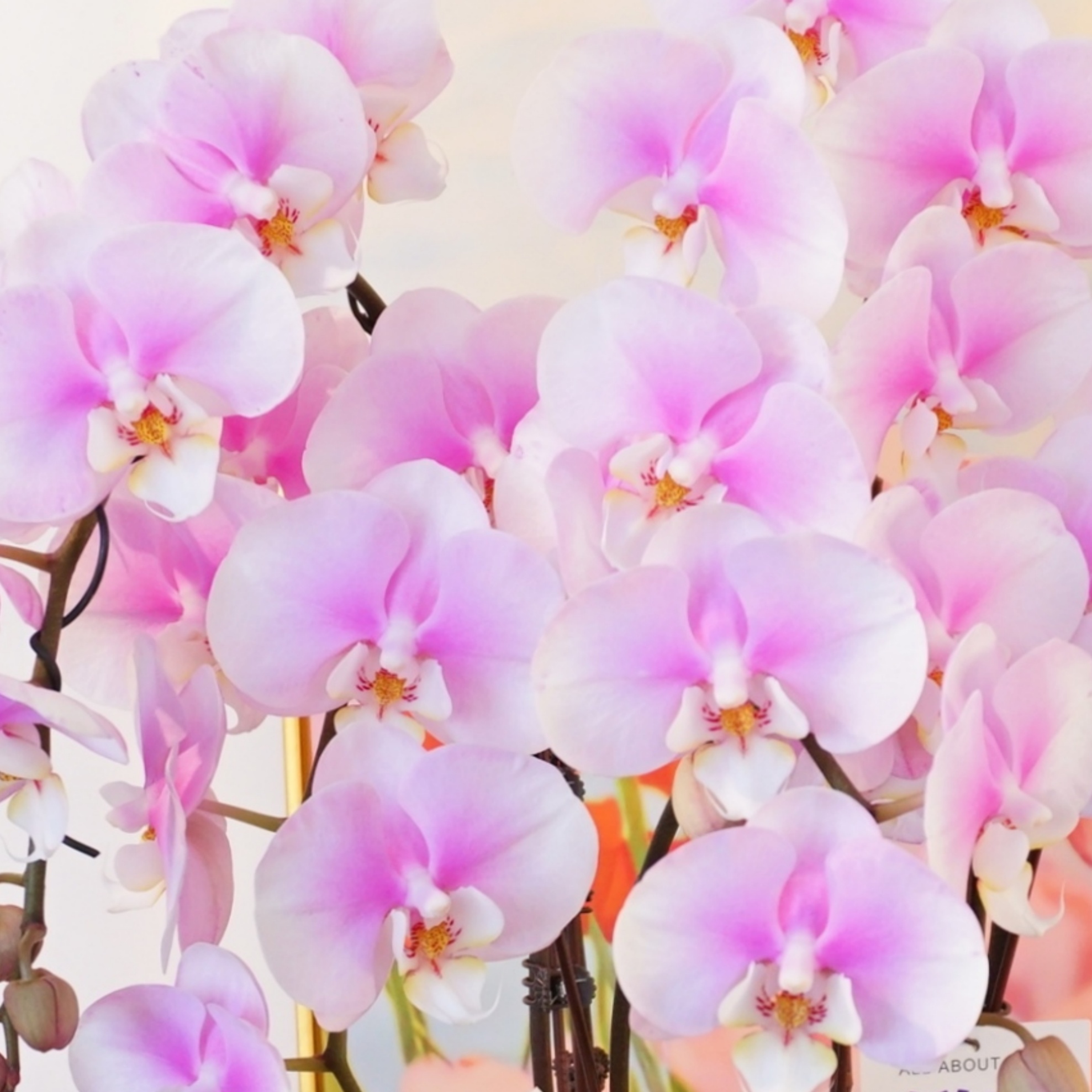 【梦幻天使】蝴蝶兰鲜花 开花株 室内绿植 养兰基地直发