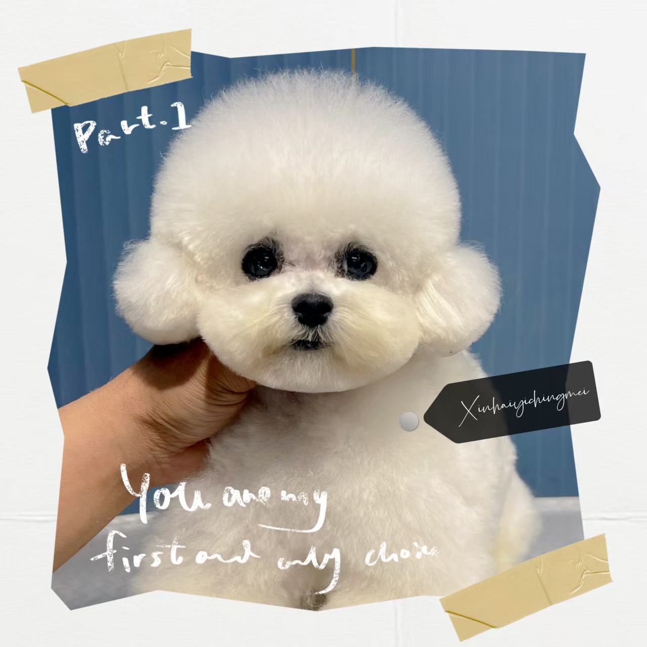 {俏精灵宠物}T狗狗活体