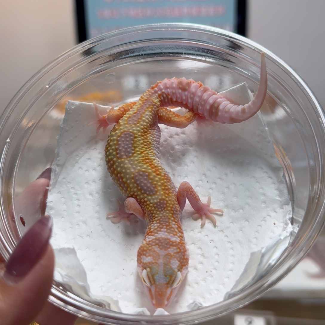 豹纹守宫白黄蜡笔暴龙妹妹