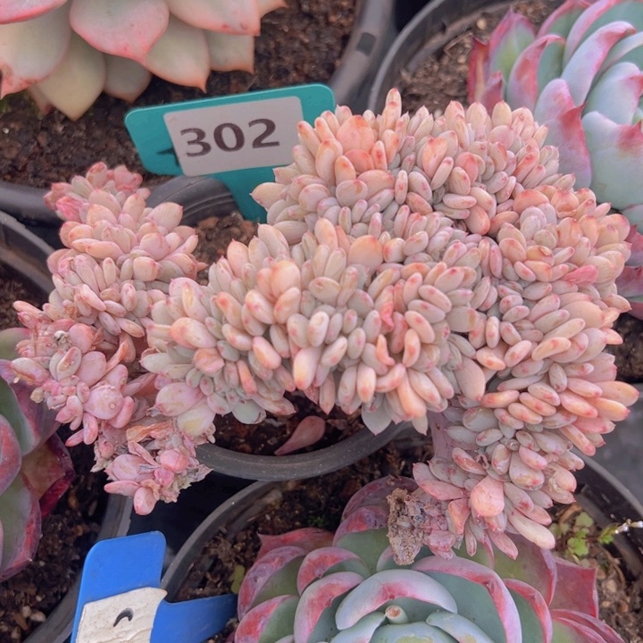 健健康康平平安安