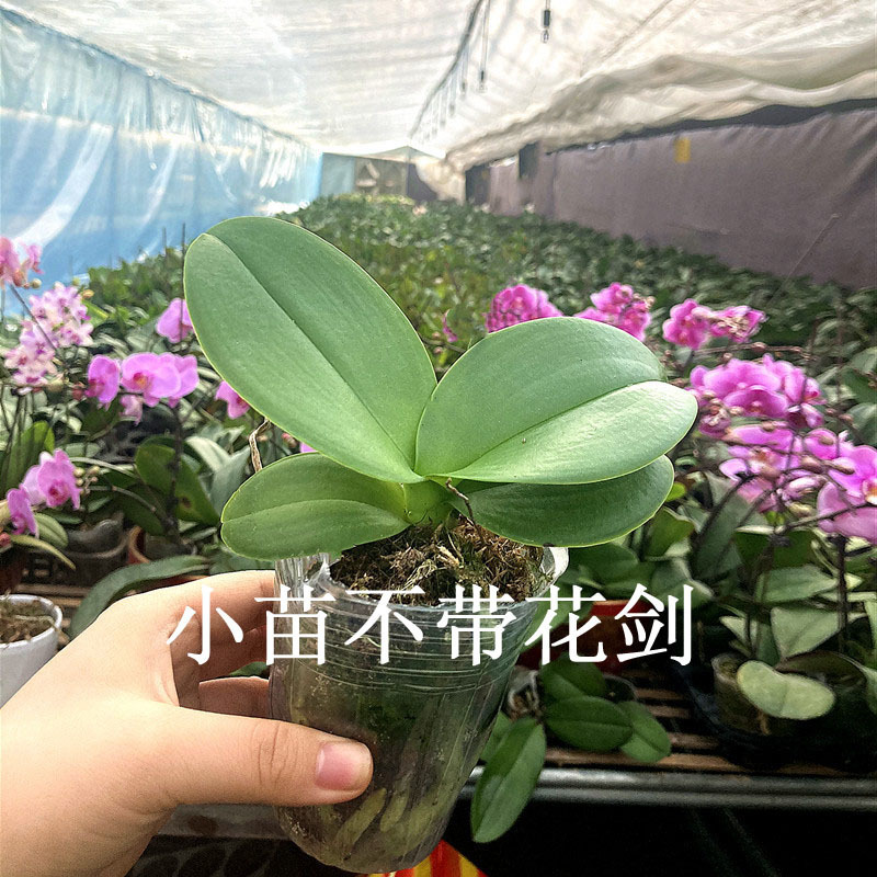 蝴蝶兰花苗盆栽四季花卉花苞植物带常年开花不断室内绿植好养