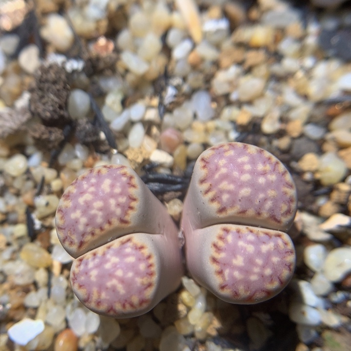 zzz精品生石花1093