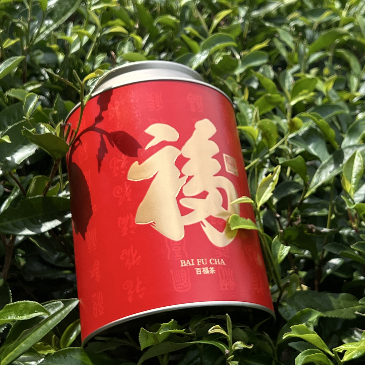 【历久弥珍】2011木质·药香老白茶