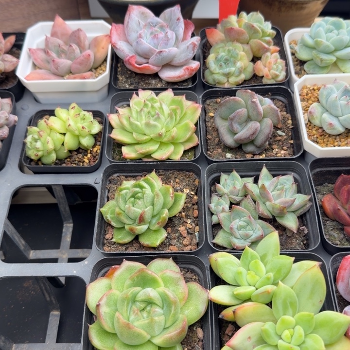 木+易专拍多肉群生