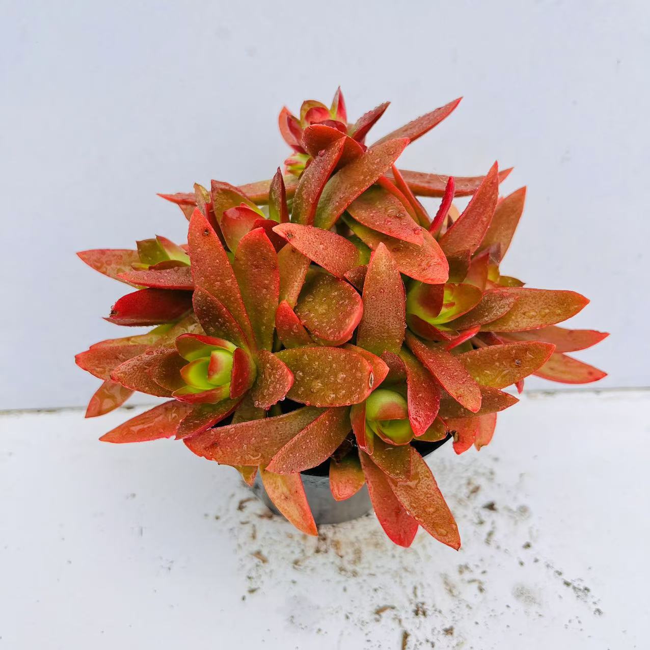 火祭 满20包邮 不带盆土发货轻微掉叶  长沙星昊多肉植物