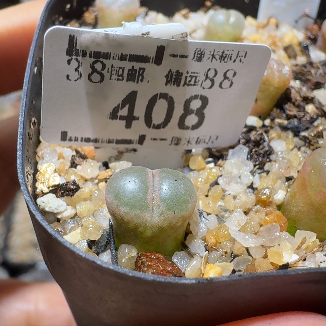 Sss精品生石花408