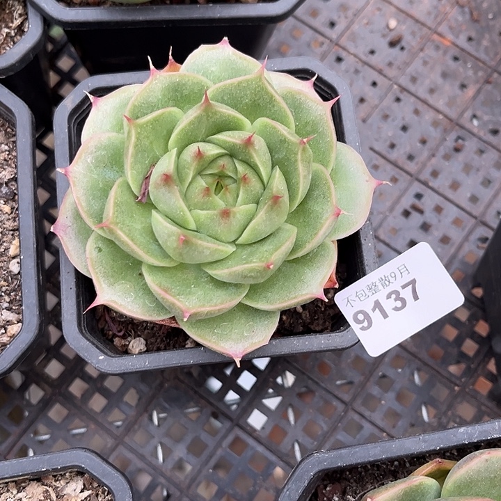 阿雅园艺。      9136麦秆