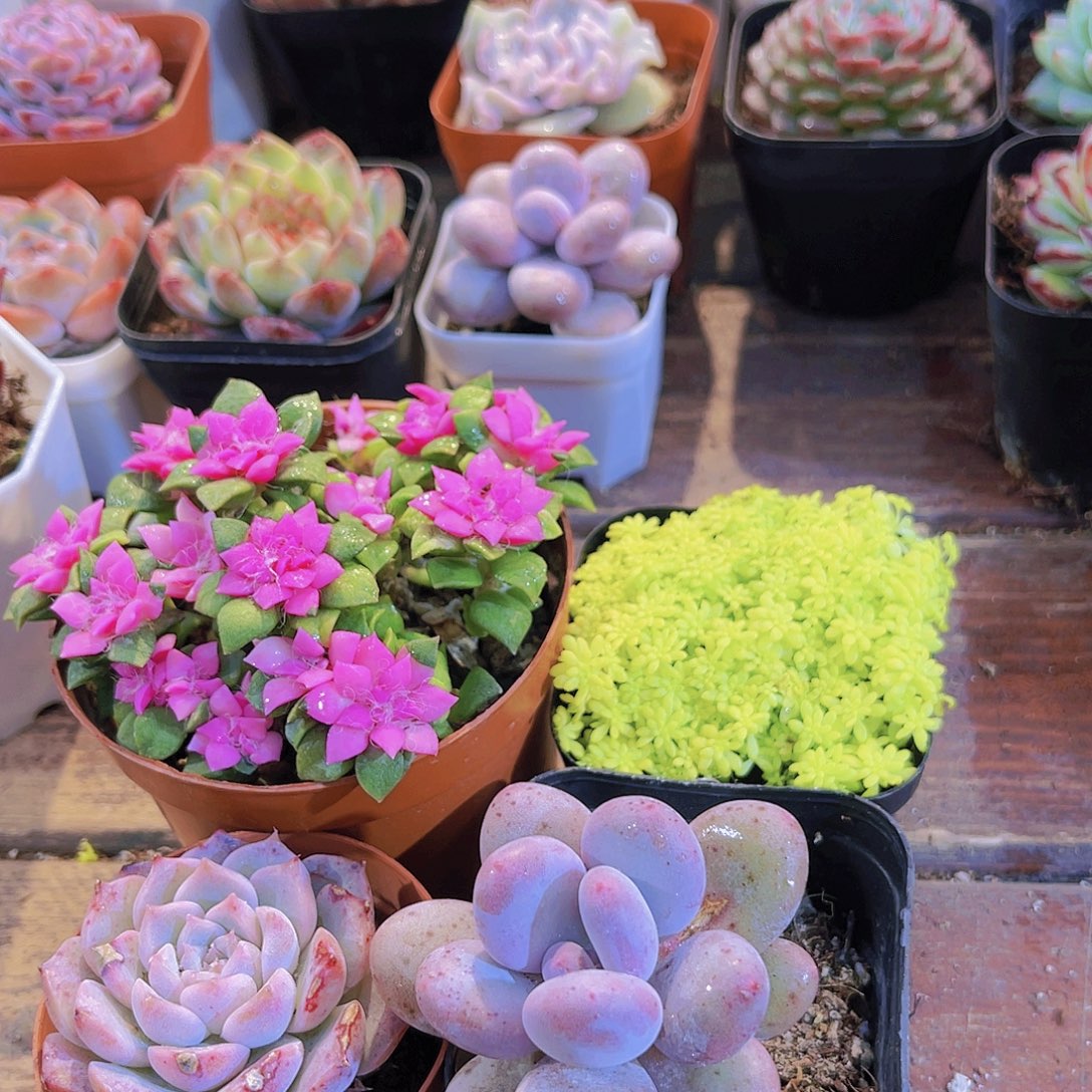 如图图4盆111111111111111111