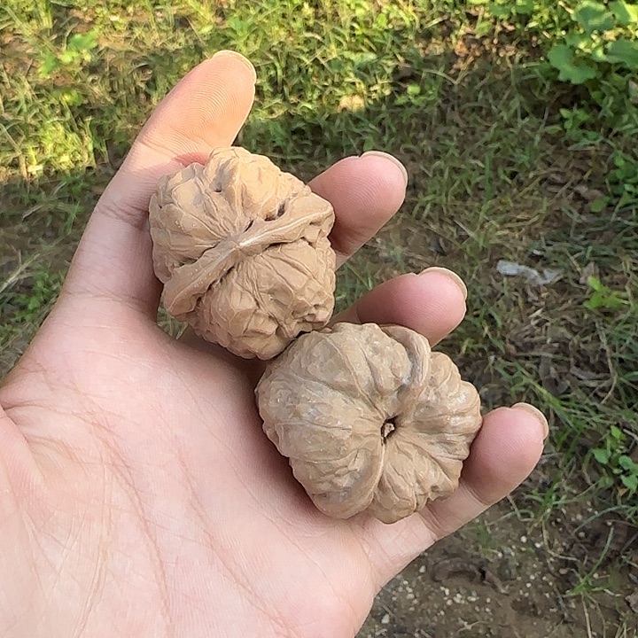 鱼***源吊坠文玩核桃蛤蟆