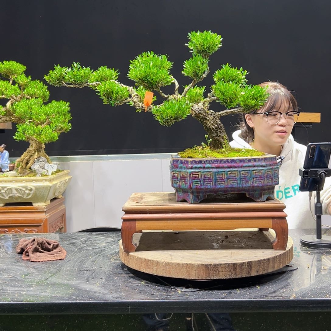 不****Z黄杨盆景老桩四季长青