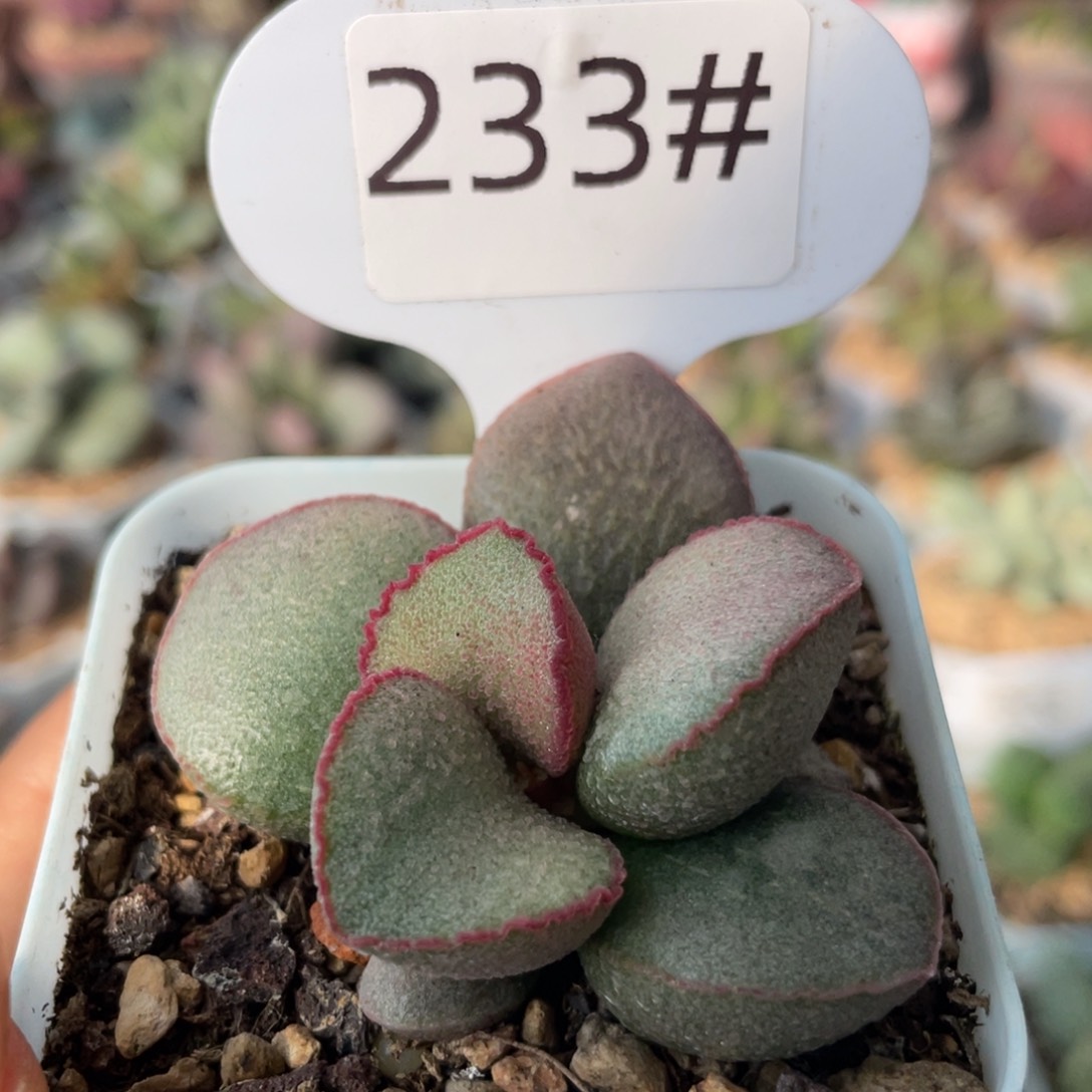     妖姬。 233。           