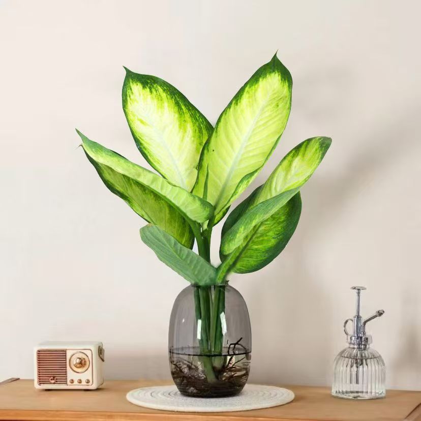 水培植物玛丽安盆栽花叶万年青吉利红万年红室内花卉绿植四季常青