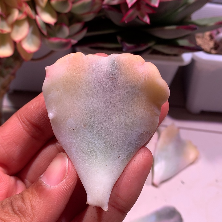 饺子皮叶子腹轮的