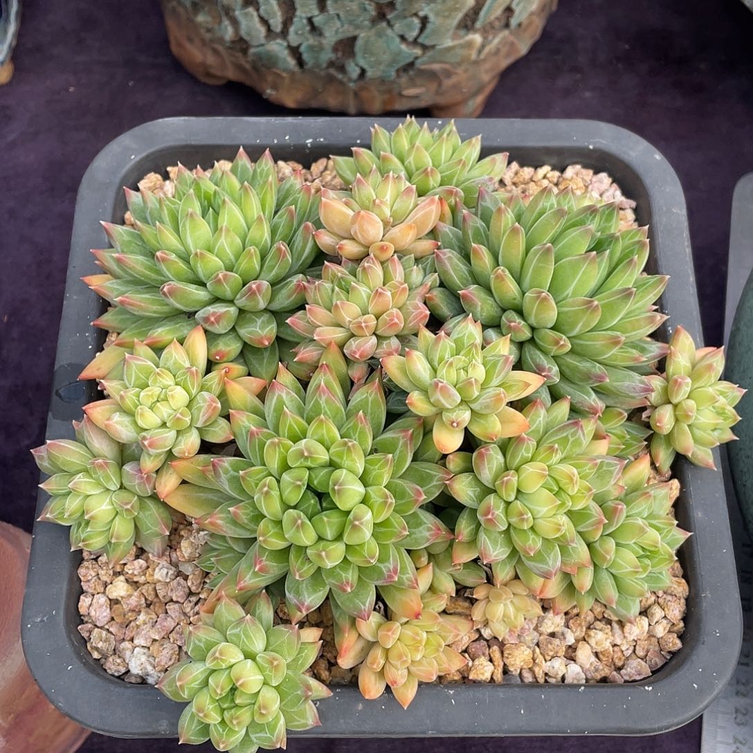 多肉植物脱土包邮