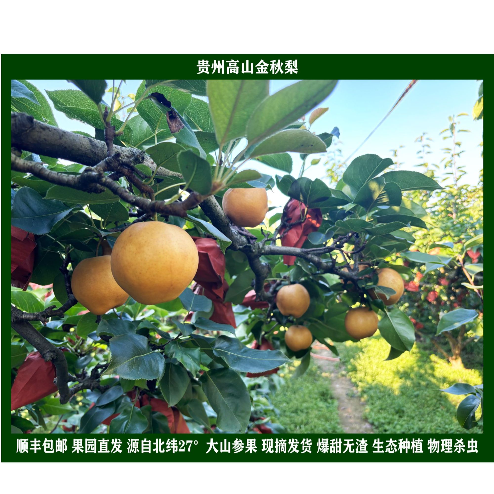 贵州高酿金秋梨当季新鲜水果薄皮脆甜多汁秋月梨顺丰包邮坏果包赔