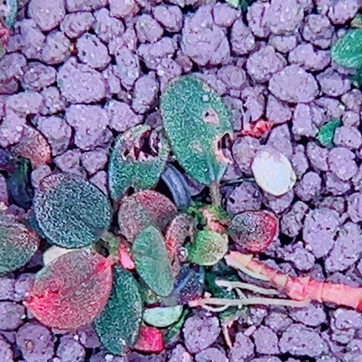 福利9号福利价植物一头（1号缸
