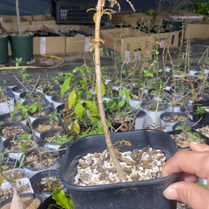 刚***好银锁带盆土发货植物