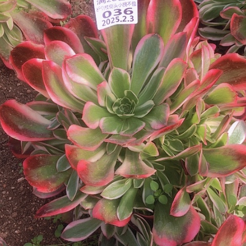 2.3-36女妖多肉植物