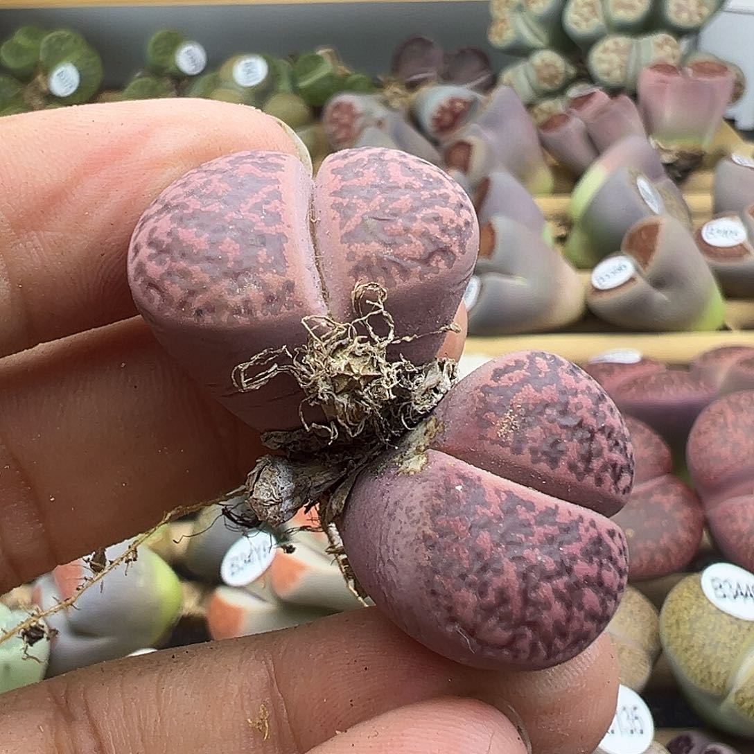 3144有点伤岛田紫柘榴下播福利